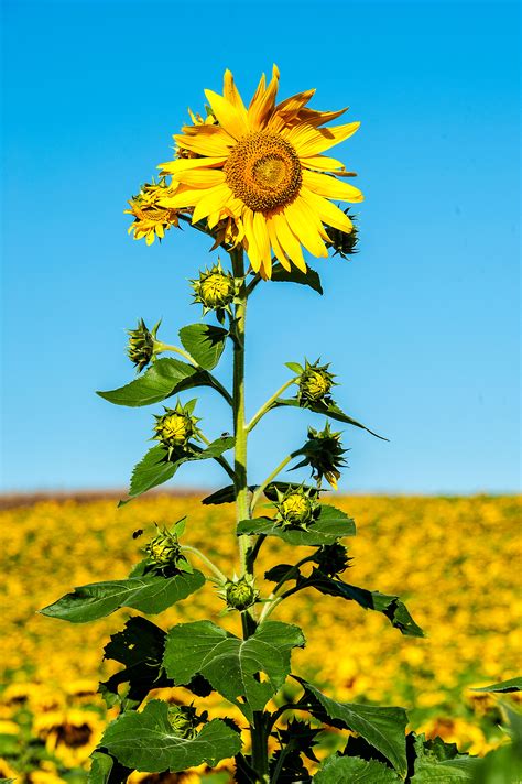 Tall sunflower. Giant Sunflower is most similar to Sawtooth Sunflower (Helianthus grosseserratus), which has a hairless stem that often has a white bloom, whereas Giant Sunflower has a hairy stem and hairier leaves. Jerusalem Artichoke (Helianthus tuberosa) is also a tall sunflower, but has shorter (and usually) wider bracts and rather broader leaves. 