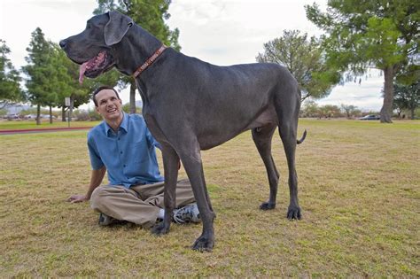 Tallest dog. Nov 11, 2023 ... But Abu is set to become even bigger, and is expected to put on a few more stone in the next year. However, despite his size, Abu is a "gentle ... 