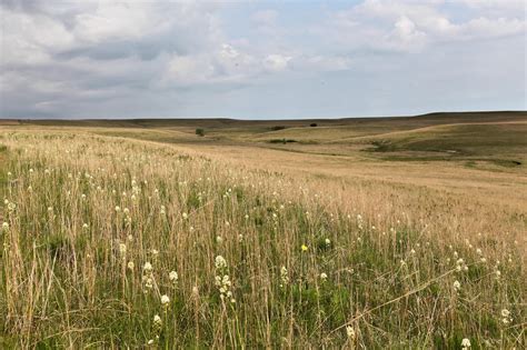 Tallgrass prairie once covered 170 million acres of North America, but within a generation most of it had been transformed into farms, cities, and towns. Today less than 4% remains intact, mostly in the Kansas Flint Hills.. 