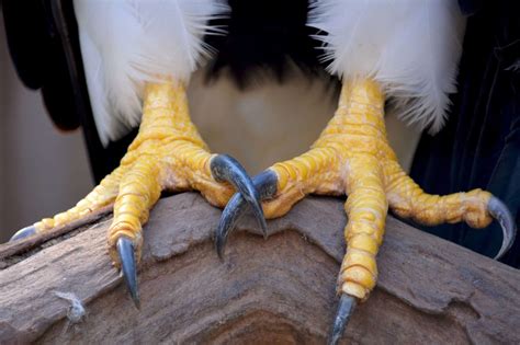 Talons Onlyfans Leak