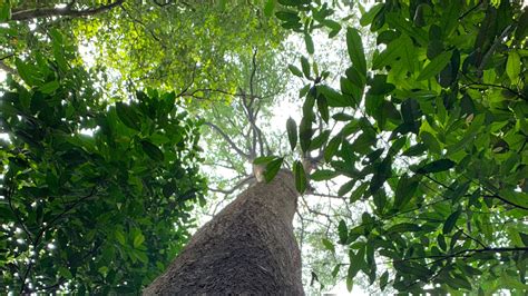 Taman Tugu – Free Tree Society