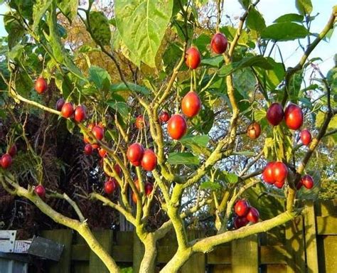 The tamarillo is a small tree native to South America. It is grown for its edible fruit, which can be prepared in many different ways. The main regions of production are its native region as well .... 