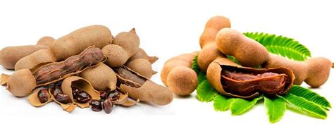 Tamarind Manufacturers, Distributors, Wholesaler & Suppliers in …