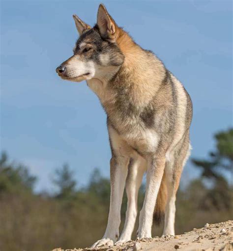 Tamaskan wolf dog. Things To Know About Tamaskan wolf dog. 