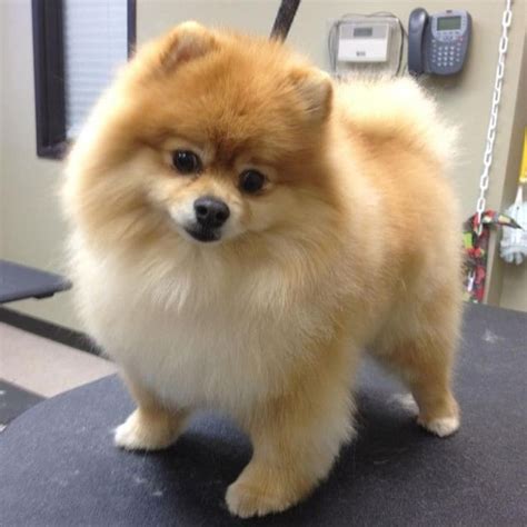 Tamilis Gouveia Onlyfans Leaked [PPV] 🍆