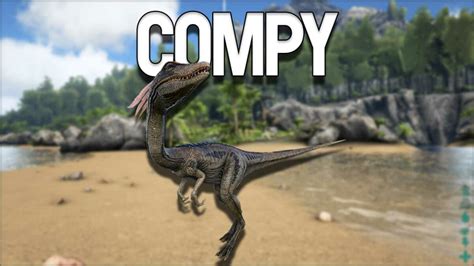 How do I tame a compy? Tips and strategies on 