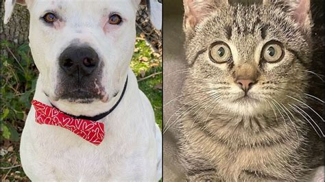 Tampa Bay area pets available for adoption