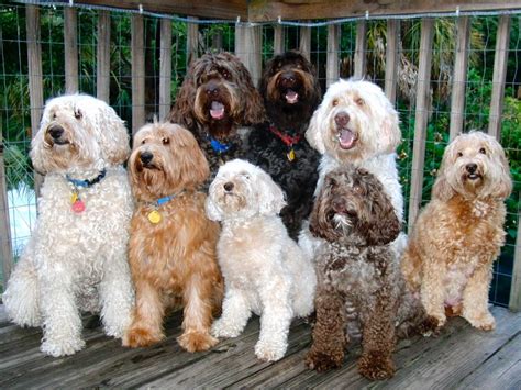 Tampa bay australian labradoodles. Australian Labradoodle puppies in Navarre, FL span multiple sizes, which range from: Miniature Australian Labradoodles are typically around 15 to 25 pounds. Medium Australian Labradoodles are typically around 25 to 45 pounds. Standard Australian Labradoodles are typically around 45 to 65 pounds. 