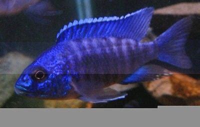 Tampa bay cichlids. Things To Know About Tampa bay cichlids. 