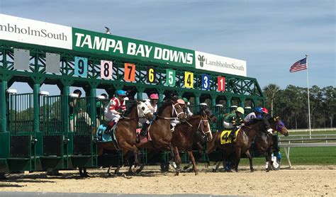 Tampa downs. The Chad Brown-trained Domestic Product won the 2024 Tampa Bay Derby (G3) at Tampa Bay Downs, a prep race for the Kentucky Derby (G1).Watch the replay & get ... 