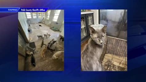 Tampa-area schoolteacher arrested after deputies find over 300 animals crammed inside mobile home