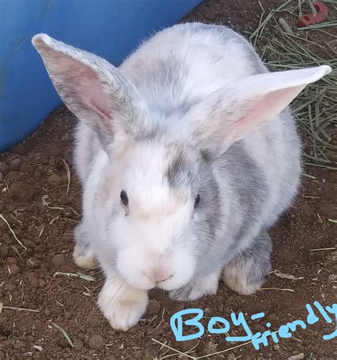 Tamuk rabbits for sale. Young Rabbits for Sale. $30. Odessa Auction May 25 poultry rabbits. $1. Archie mo Bunny Rabbits! Ready 6/7. $50. Peculiar Snuggly Mini Lop Bunny Rabbits ... 