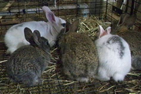 Tamuk Composite Rabbit Breeding Trios. $100.00 Other Meat & Livestock. Cypress, TX. Share Item. Made Inactive: 8 months ago. Seller Information.. 