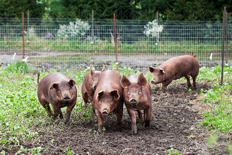 The Tamworth pigs are a medium sized breed of domes