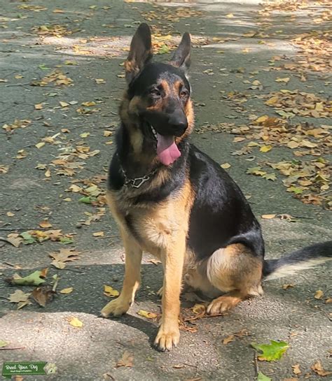 Tan And Black German Shepherd - ClubGermanShepherd.com