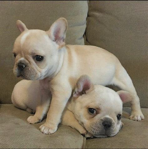 Tan And White French Bulldog Puppies For Sale