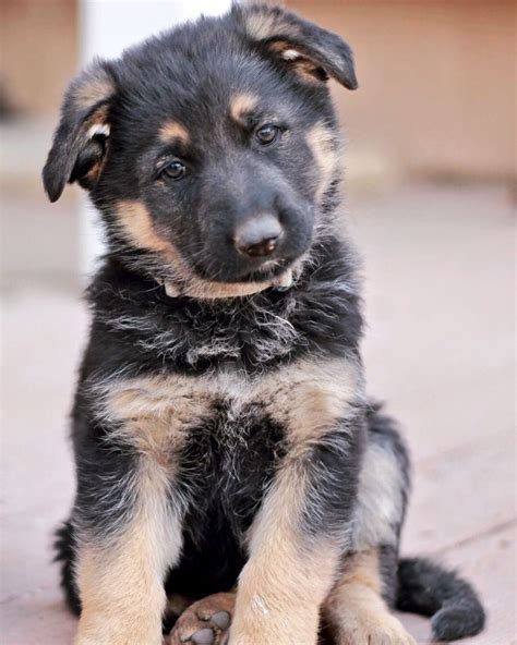 Tan German Shepherd Puppy
