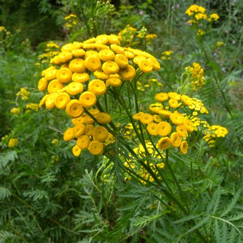 Tanacetum vulgare Common tansy - UC Davis