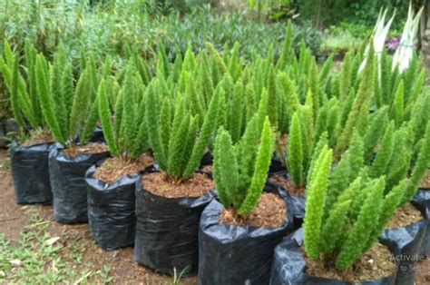 Tanaman ekor tupai berfungsi untuk. .  <a href=https://lake-curator-al...