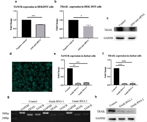 Tancr&egrave;de Melet - Alchetron, The Free Social Encyclopedia