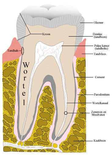 Tand - Wikipedia