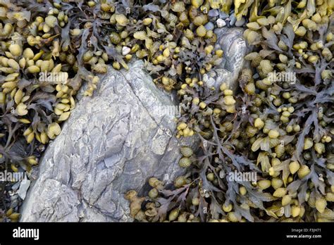 Tang seaweed hi-res stock photography and images - Alamy