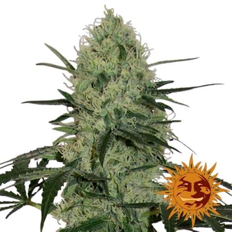 Tangerine Dream Auto Feminized (Barney