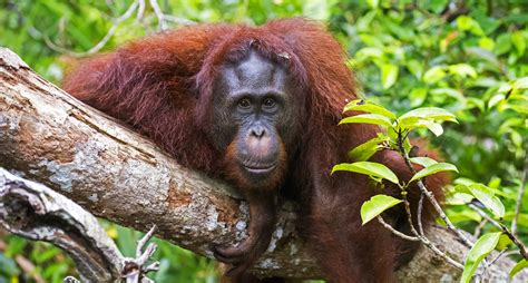 Tanjung Puting National Park – Orangutan Foundation International