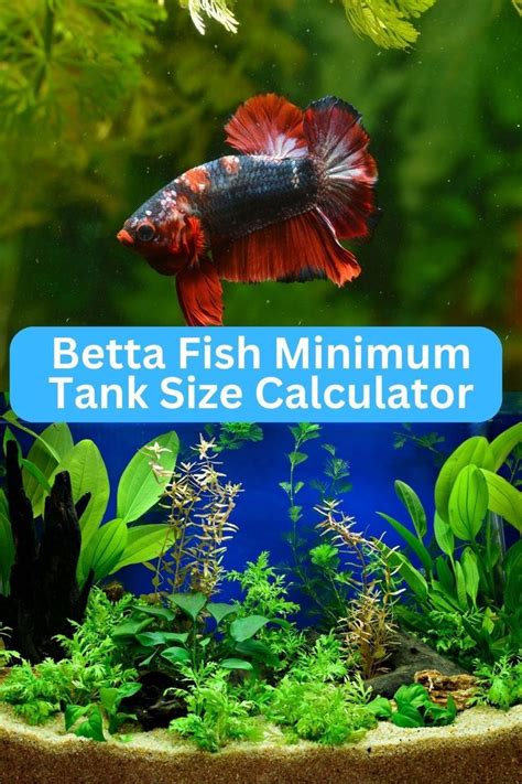 Tank fish types.  Minimum Tank Size: 30 – 55 gallons.  Origin: Australia, ...