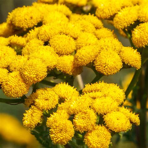 Tansy - seedsnow.com