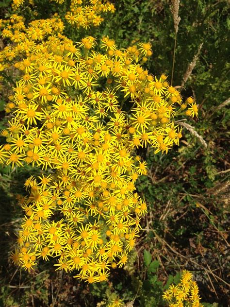 Tansy ragwort identification and control - King County, …