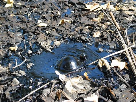 Tar pit (disambiguation) - Wikipedia