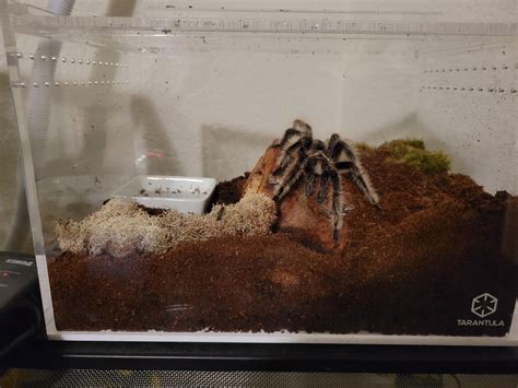 Tarantula crib. Wildlife. It's mating season for Texas tarantulas. Where are you likely to see them? Noctural, large, brown tarantulas out looking for partners can often … 