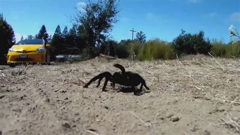 Tarantula mating season comes to Bandelier and other parts of …