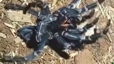 Tarantula sheds old exoskeleton in hypnotizing timelapse video