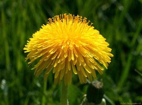 Taraxacum sect. Ruderalia — Wikipédia