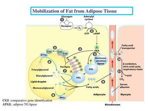 Targeted Fat Mobilization