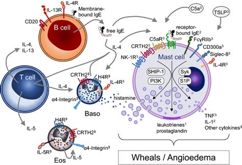 Targeted Therapy for Chronıc Spontaneous Urtıcarıa: Ratıonale and ...