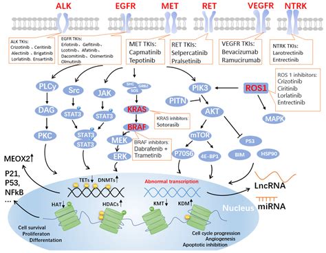 Targeted Therapy in Metastatic Non–Small Cell Lung Cancer: …