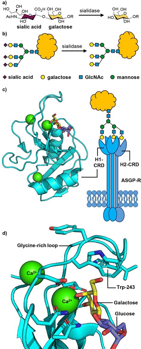 Targeted delivery of oligonucleotides using multivalent protein ...