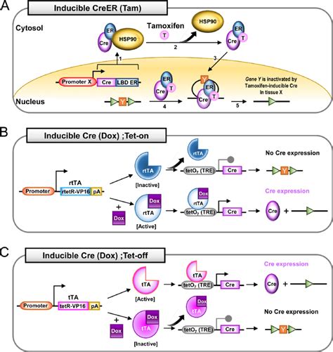 Targeted expression of Cre recombinase in macrophages and …