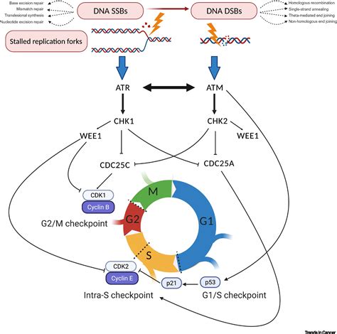 Targeting ATR as Cancer Therapy: A new era for synthetic lethality …