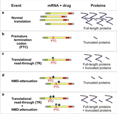 Targeting Nonsense Mutations in Diseases with Translational Read