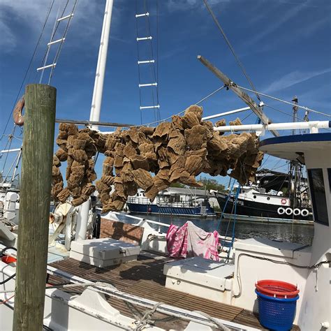 Tarpon sponge docks. Full travel guide to The Sponge Docks at Tarpon Springs including best things to do, places to eat, boat tours, shopping spots, and more. Ultimate Travel Guide To The … 