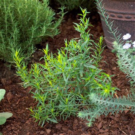 Tarragon - bhg.com