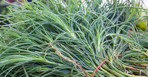 Tarragon ASPCA