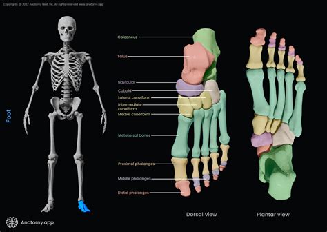 Tarsal bones Encyclopedia Anatomy.app Learn anatomy 3D …