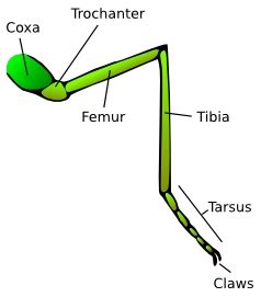 Tarsus - Entomologists