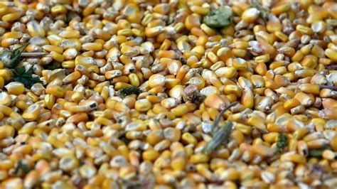 Tarsus Kale terapi halı yıkama