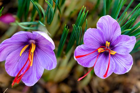 Tas-Saff Saffron. From Only the Finest Flowers